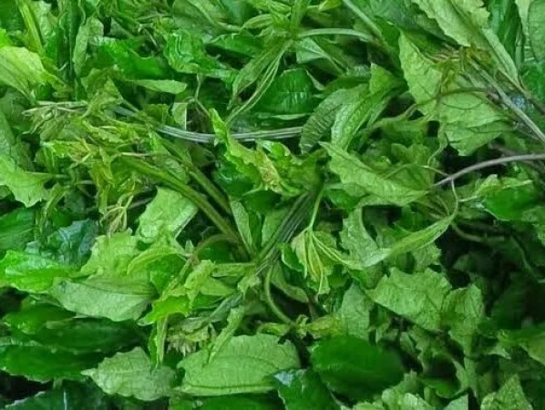 Vegetables from flooded areas contaminated with dead bodies ? Borno Gov?t