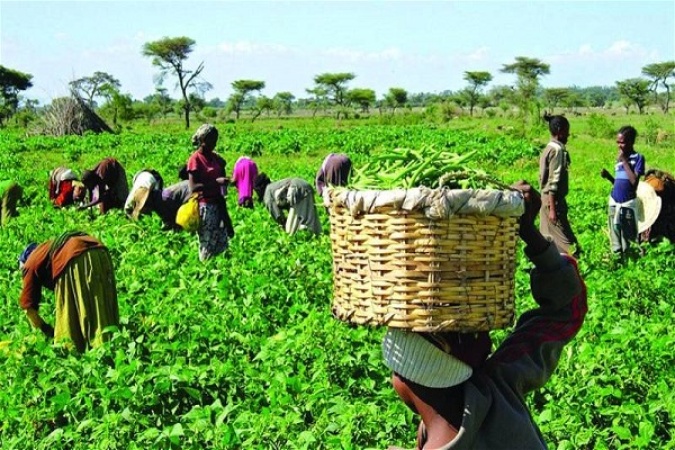 Varsity don advocates gender-based agricultural policies in Nigeria