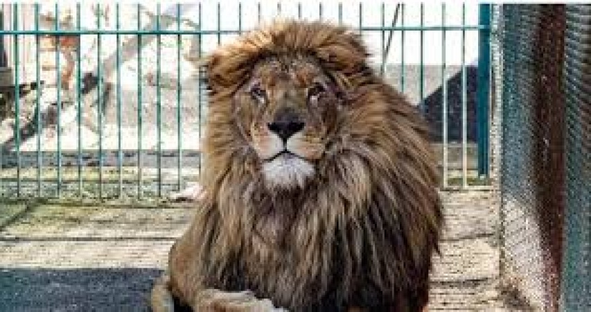 How guests? request led to tragic death of zoo keeper killed by lion ? Obasanjo Presidential Library