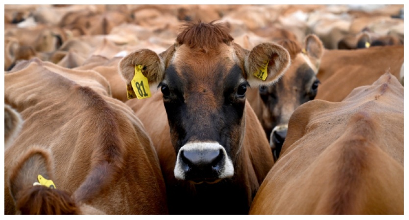 Lagos consumes 3,000 cows every day, says Hamzat