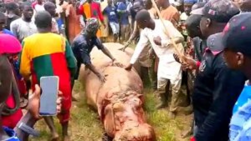 Fishermen eliminate hippo that killed Emir?s guard in Kebbi
