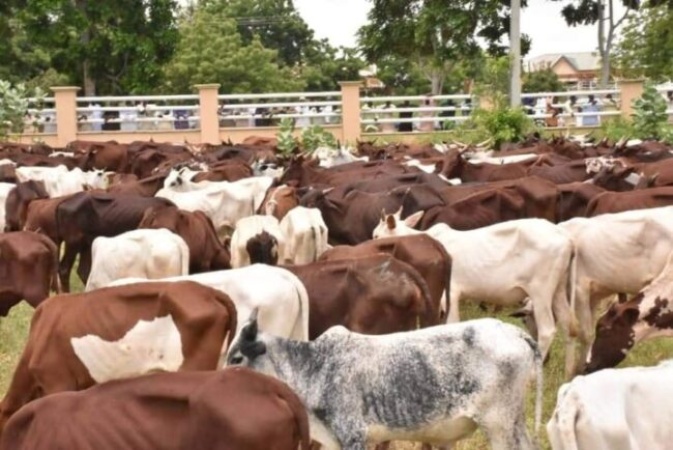 Why formation of livestock ministry may suffer setback ? Veterinarians