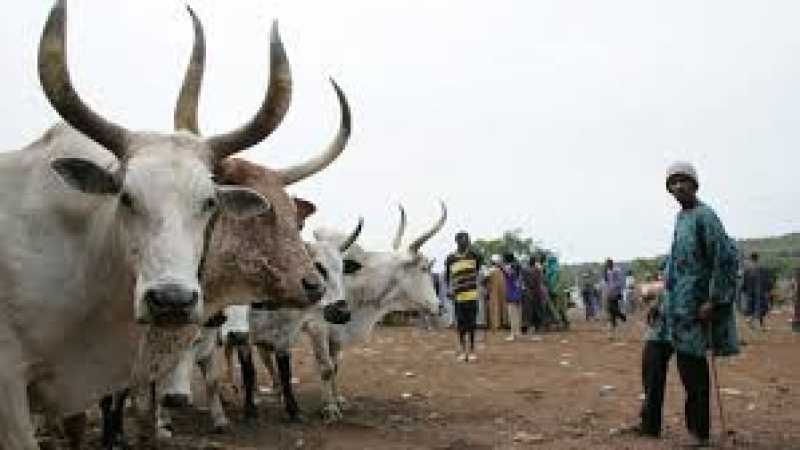 Crisis-free livestock reforms we need