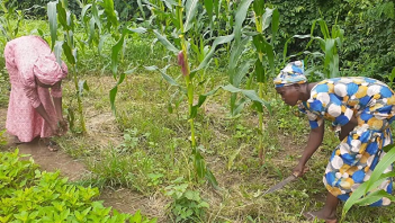 Food Production: We?re raped, killed, women farmers cry to FG, States