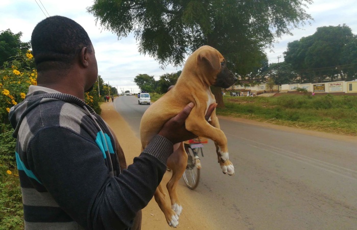 Lagos govt bans hawking of dog, other animals