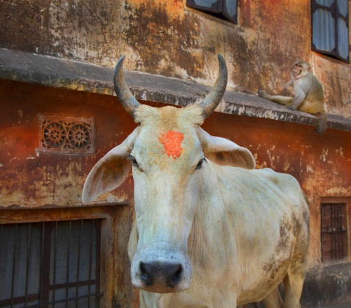 Indian state bans eating beef in public, including restaurants and events