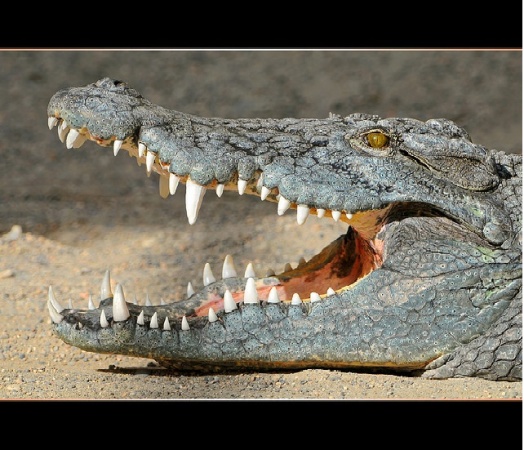 Crocodile mauls plantation worker to death