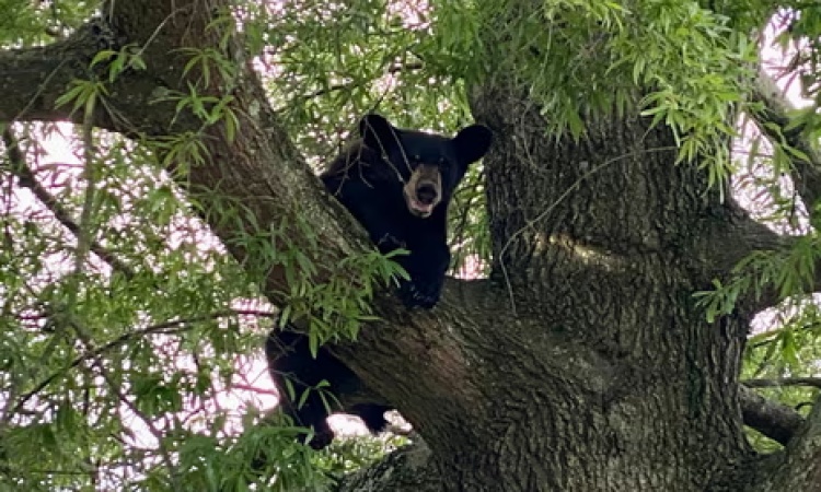 US man dies after bear shot in tree falls on him 