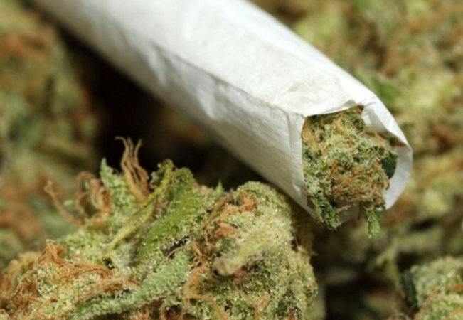 NDLEA busts six-hectare hemp farmland in Ogun