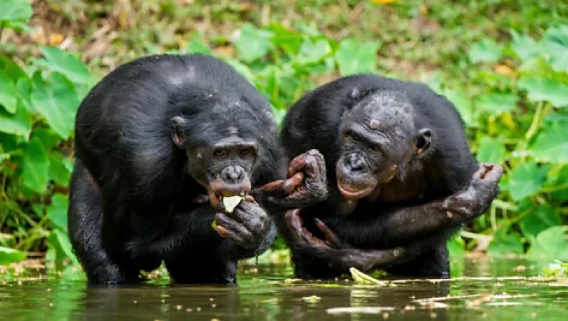 The animals that give each other gifts 