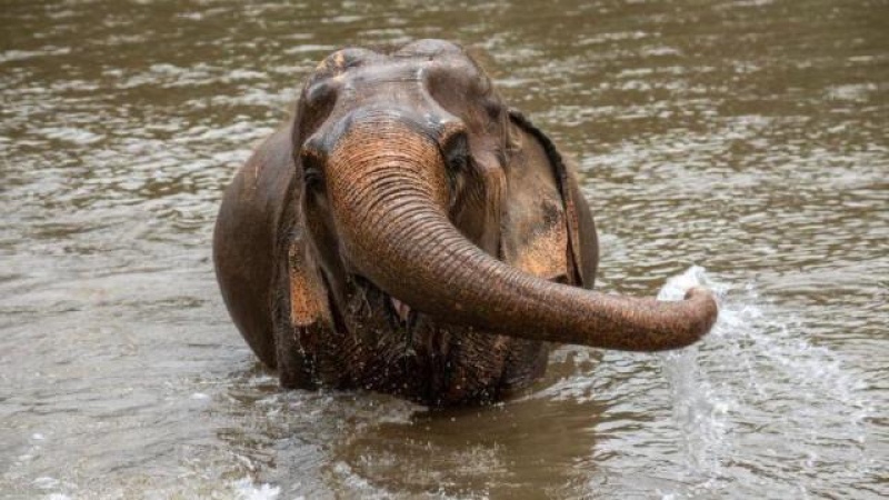 Stressed' elephant gores tourist to death