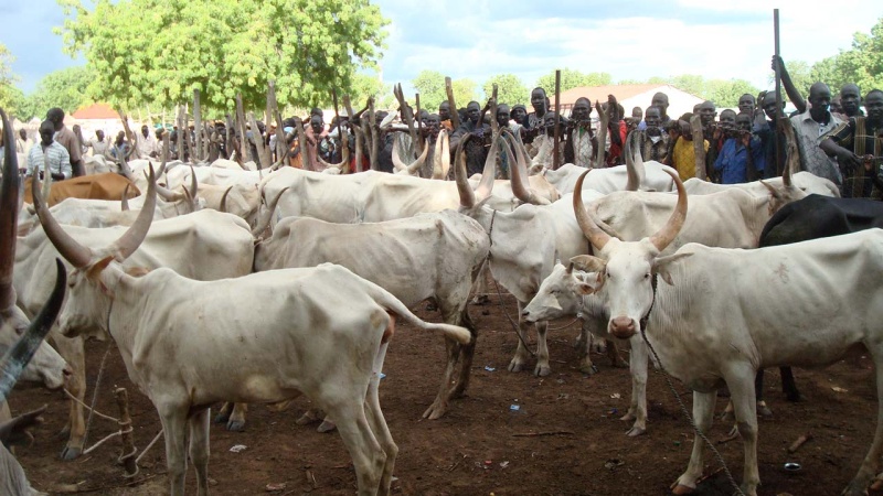 North-South cattle trade declines by 50 per cent