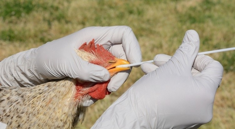 Bird flu spreads to Plateau, Katsina