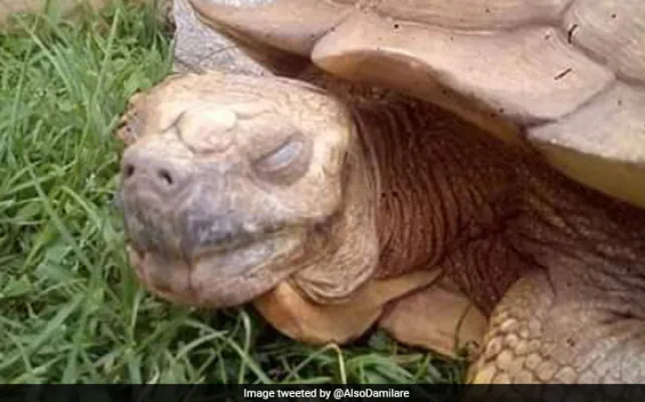 Facts about Alagba, Ogbomoso tortoise which lived for 344 years