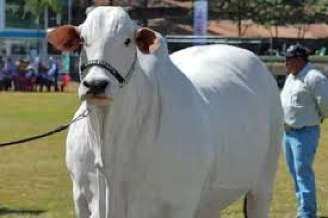 World?s most expensive cow sold for $4.8m