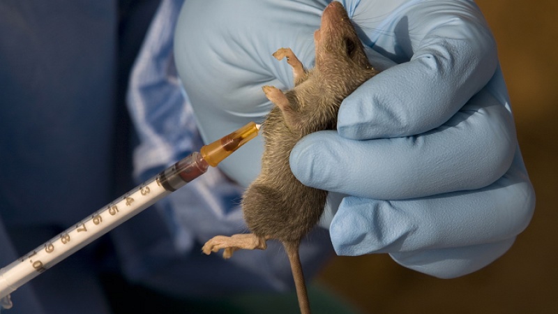 12 deaths, 76 new Lassa fever cases recorded in 10 states in one week ? NCDC