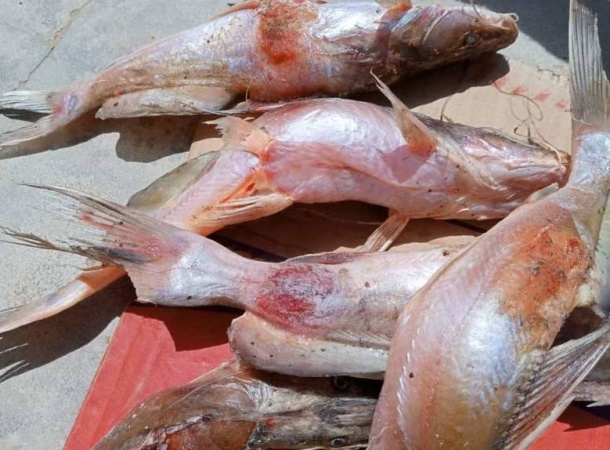 Four dead, two hospitalized after eating poisonous fish in Taraba