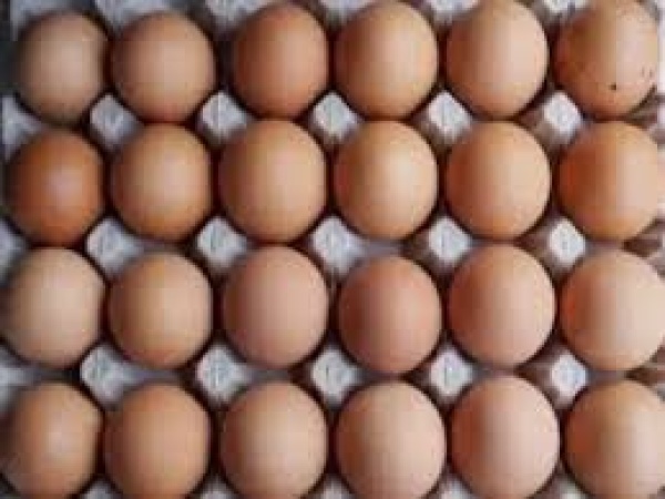 Egg prices in US set to rise 41.1 per cent in 2025; bird flu blamed: Report 