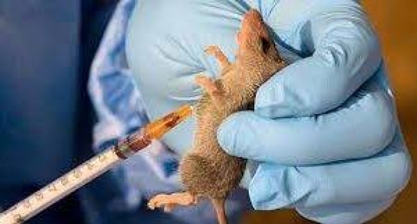 Frequent Lassa fever outbreaks: Experts, NCDC advise citizens on preventive measures