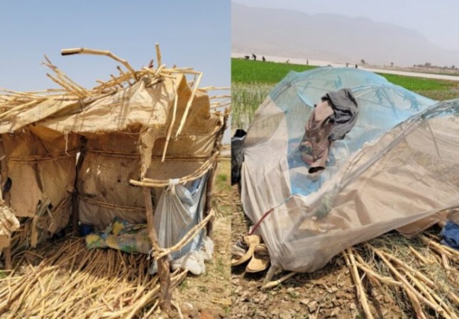 Gombe farmers relocate to farms over escalating hippo attacks
