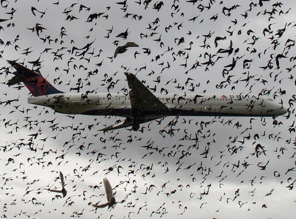 Domestic Airlines suffer flight disruptions, lose N3bn to bird strikes annually