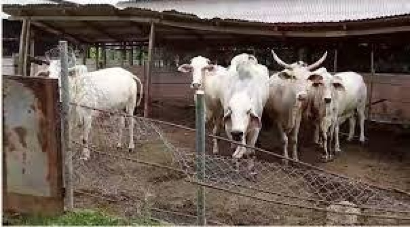 Igbo town unions oppose FG?s Imo ranching plan