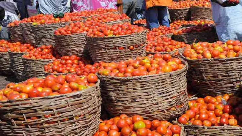 Jos tomato prices tumble amidst abundant harvest