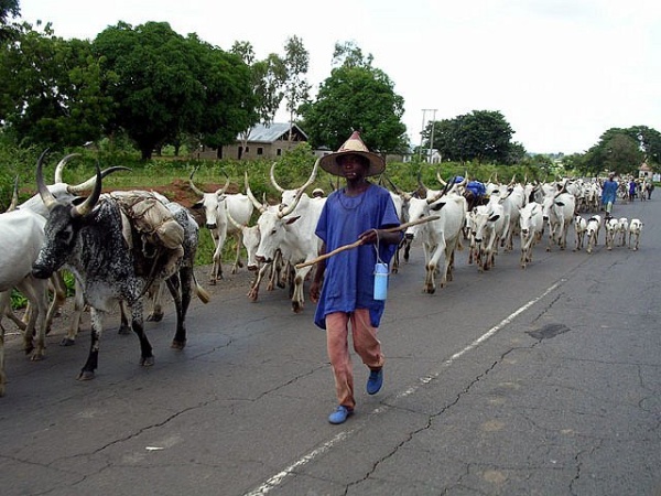 Herdsmen get deadline to register with Ogun State Government