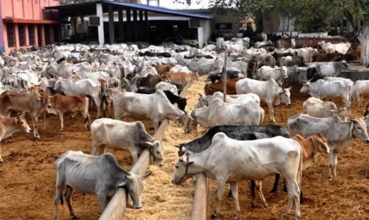  We don?t want cattle ranches in our communities ? South-East residents
