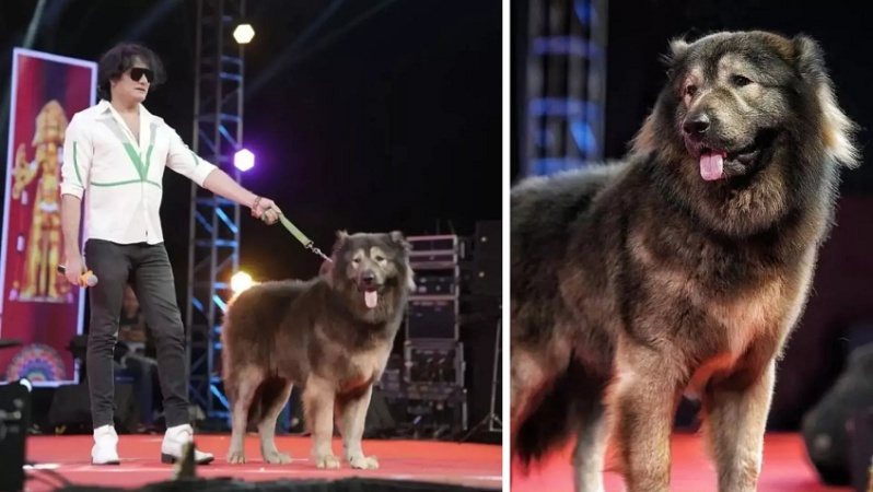 World?s most expensive dog bought for ?4.4m (N8.67bn)