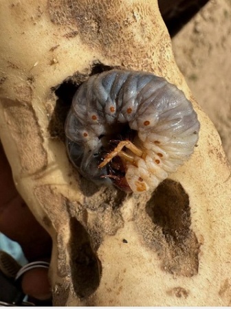 Kaduna farmers battle worms, insects as sweet potato crops face threat