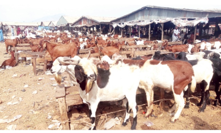 Why we don?t eat goat meat ? Fulani