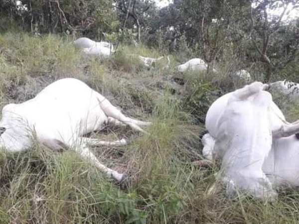 Lightening kills herder, cows in Southern Kaduna