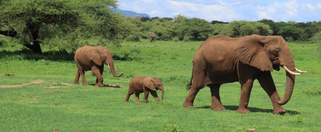 Mitigating the rising elephant-farmer conflict in Cross River