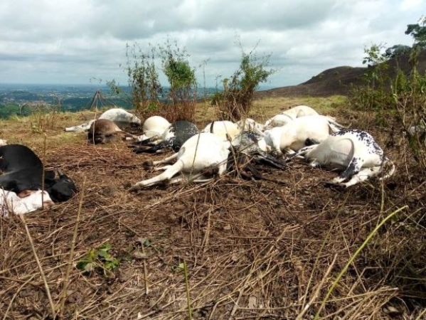  Lightning kills eight cows in Ondo community
