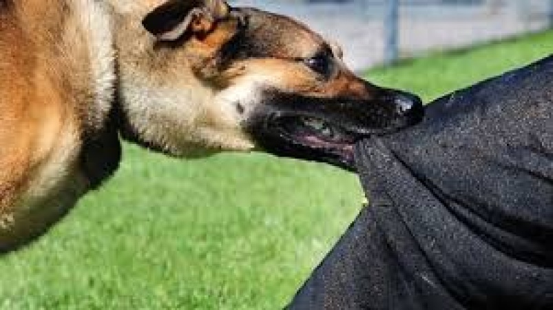 Dog bites, rabies scare hit Adamawa communities