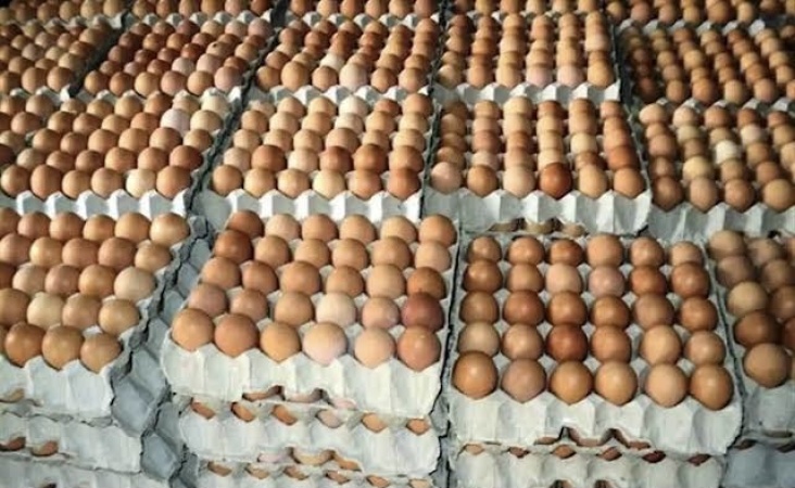 Lagos egg powder factory begins operations in Q4 ? PAN