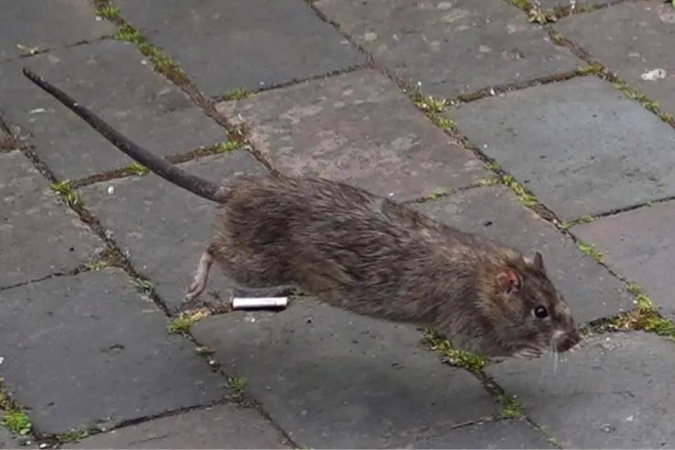 Cat-sized rats seen on Birmingham streets during bin strikes
