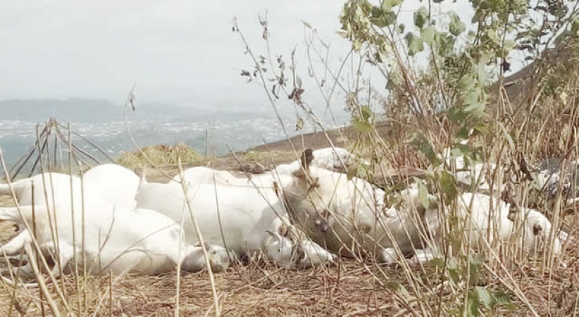 36 cows killed in Plateau, 42 poisoned