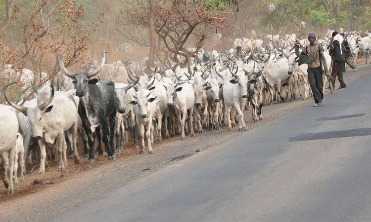 Open Grazing: Ghanaian city to slaughter stray cows from May 1