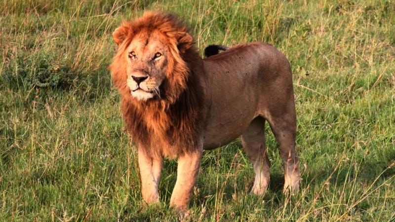 14-year-old girl eaten by lion after being snatched from compound
