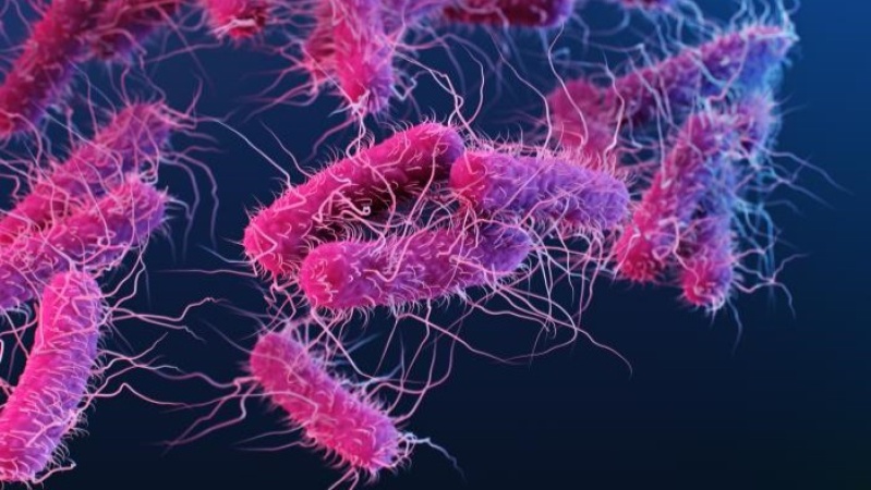 Preventing E. coli O26 Infections: Food Safety and Hygiene Tips