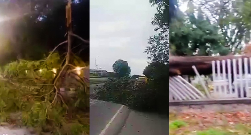 Rainstorm destroys trees, disrupts traffic in Lagos