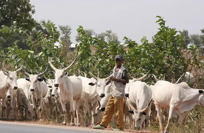 Plateau: Herders express concern over use of poison as weapon of war