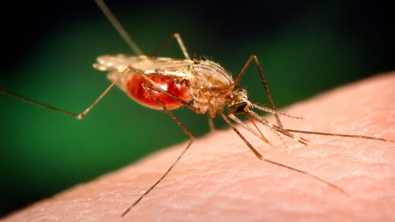 Nigeria ranks 8th in malaria cases and deaths, Africa accounts for 94 per cent incidents