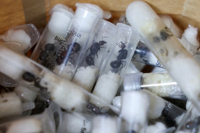 Ants are at the centre of a new crime ring threatening Europe: ?It?s like cocaine?