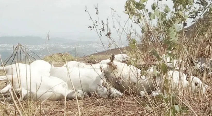 37 cattle shot dead in Plateau community