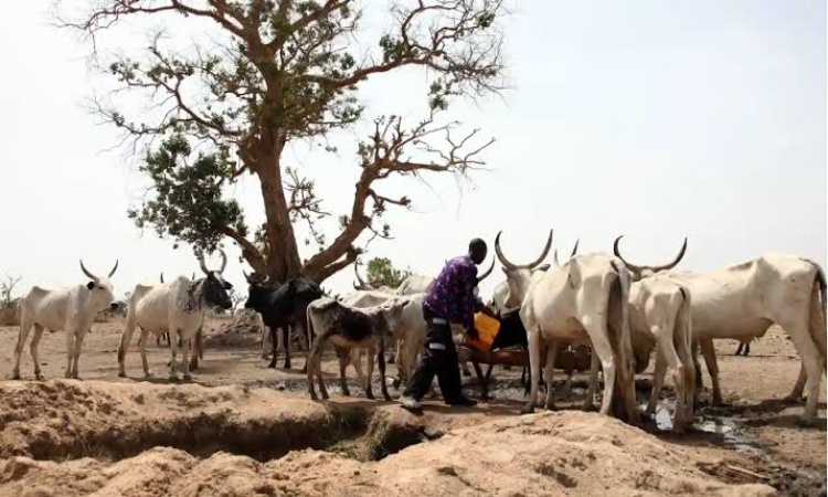Herder kills two over cattle grazing dispute, disappears