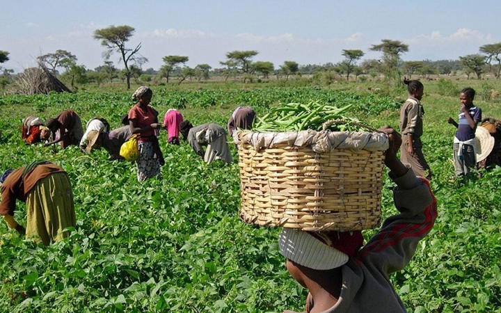 Farmers in Ondo, Ekiti, Osun lament dearth of unskilled labour, cost of inputs