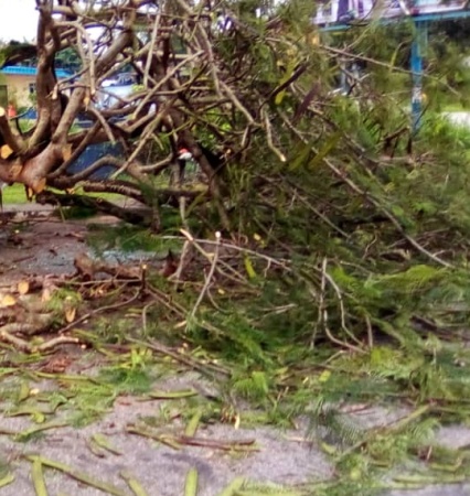 Falling tree crushes seven to death in Cross River